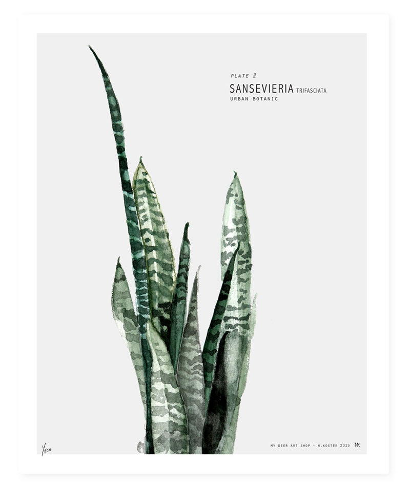 sansevieria_1.jpg