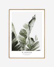 Art print - Strelitzia Nicolai
