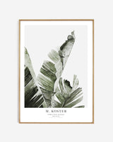 Art print - Strelitzia Nicolai