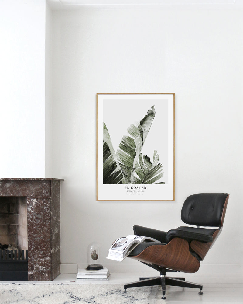 Art print - Strelitzia Nicolai