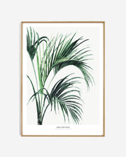 Photopaper Art print 60 x 80 cm - Howea