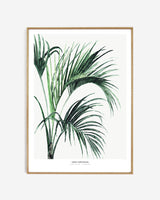 Photopaper Art print 60 x 80 cm - Howea