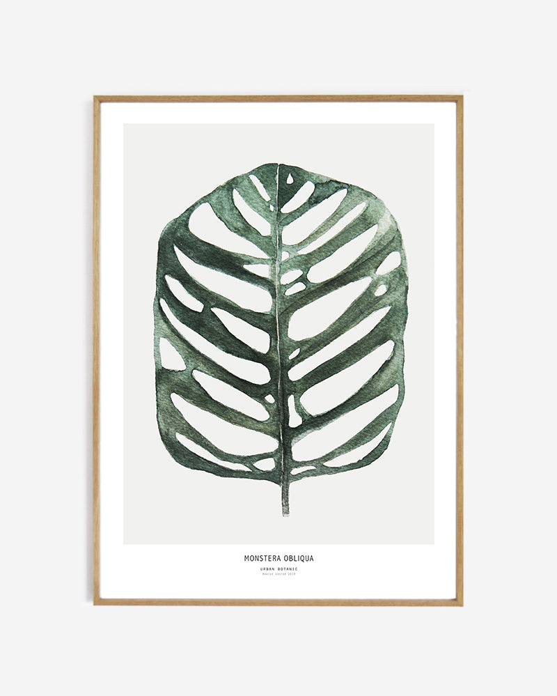 Monstera Obliqua