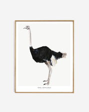 Into the wild  /  Ostrich