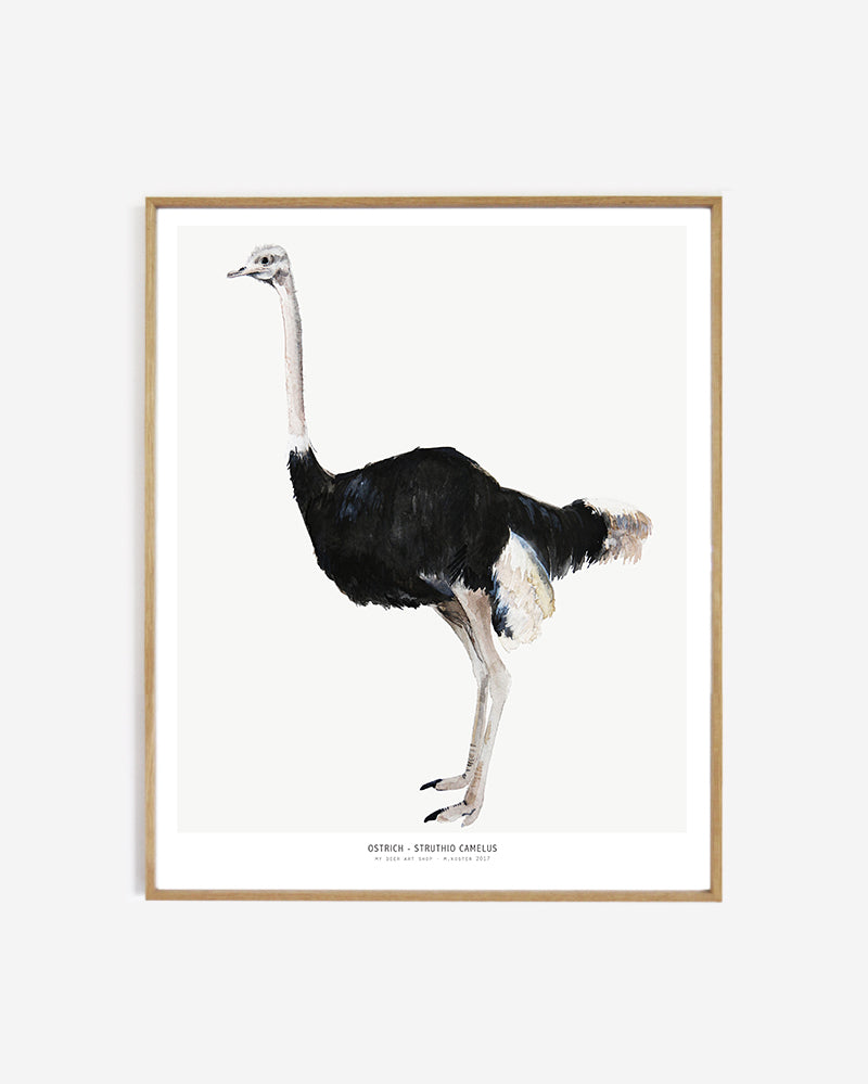 Into the wild  /  Ostrich