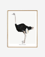 Into the wild  /  Ostrich