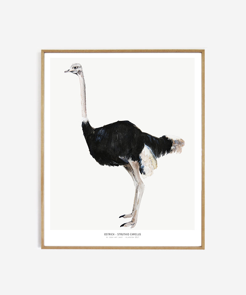 web_Framed_ostrich40x50_cd37464a-b4d0-48af-9693-7b1371f89b9d.jpg