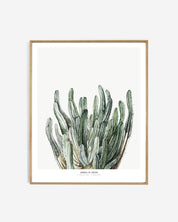 Botanics /  Shades of green