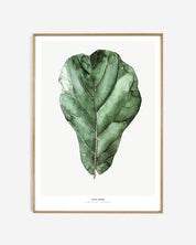 Photopaper Art print 60 x 90 cm - Ficus