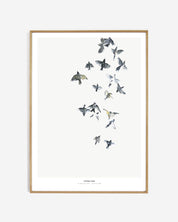 Birds  /  Flying high