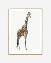 Photopaper Art print 60 x 90 cm - Giraffe
