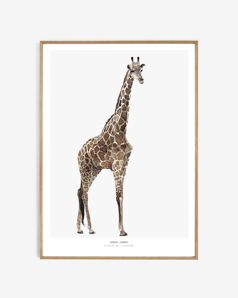 Photopaper Art print 60 x 90 cm - Giraffe