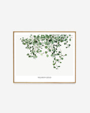 Botanics /  Muehlenbeckia