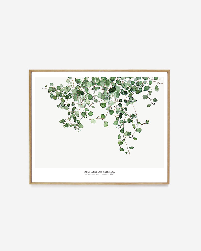 Botanics /  Muehlenbeckia