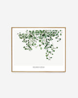 Botanics /  Muehlenbeckia