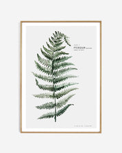 Botanic Urban //  Plate 1