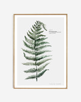 Botanic Urban //  Plate 1