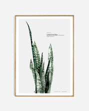 Botanic Urban //  Plate 2