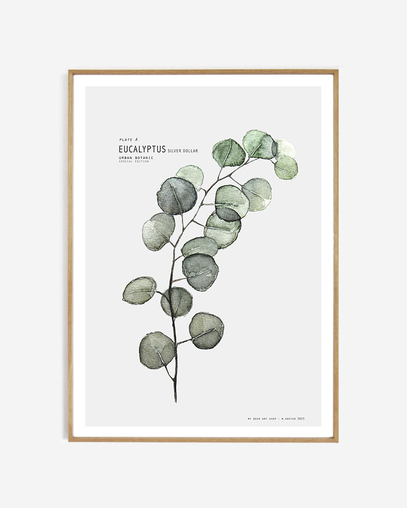Plate A // Eucalyptus