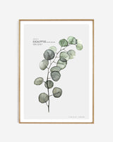 Plate A // Eucalyptus