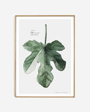 Plate B // Fig
