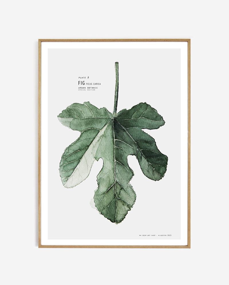 Plate B // Fig