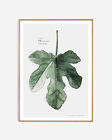 Plate B // Fig