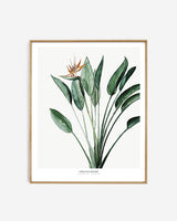 Photopaper Art print 60 x 80 cm - Strelitzia