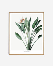 Botanics /  Strelitzia