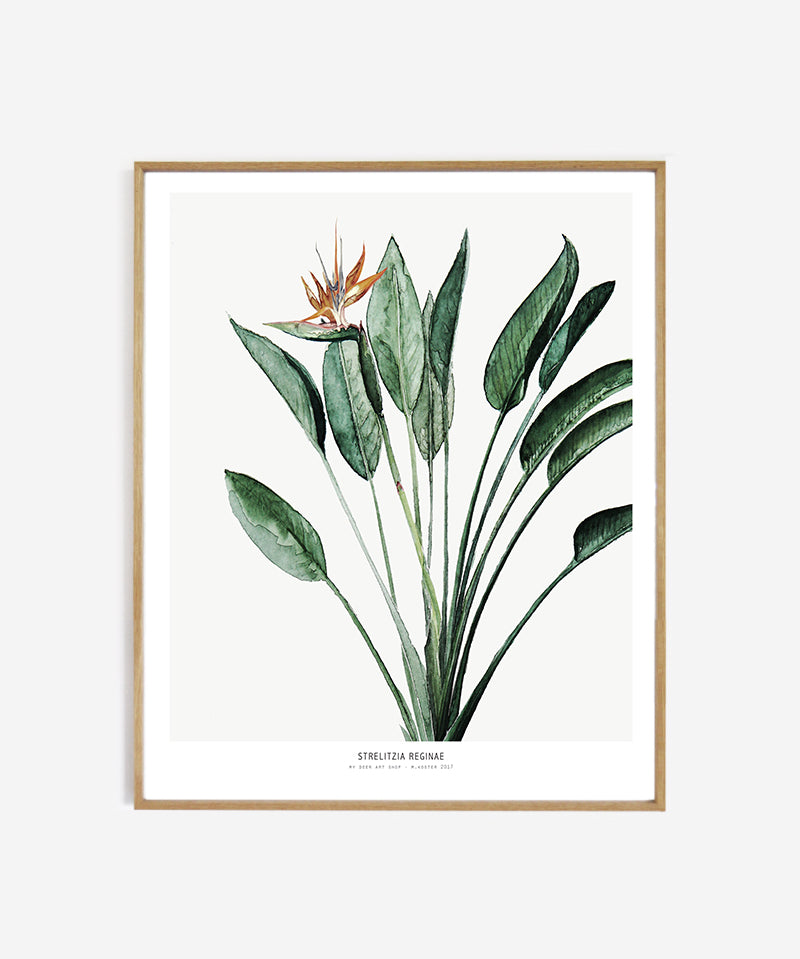 web_framed_strelitzia_40x50_4e9fdbdf-c327-411c-a4c8-d5da93299c44.jpg