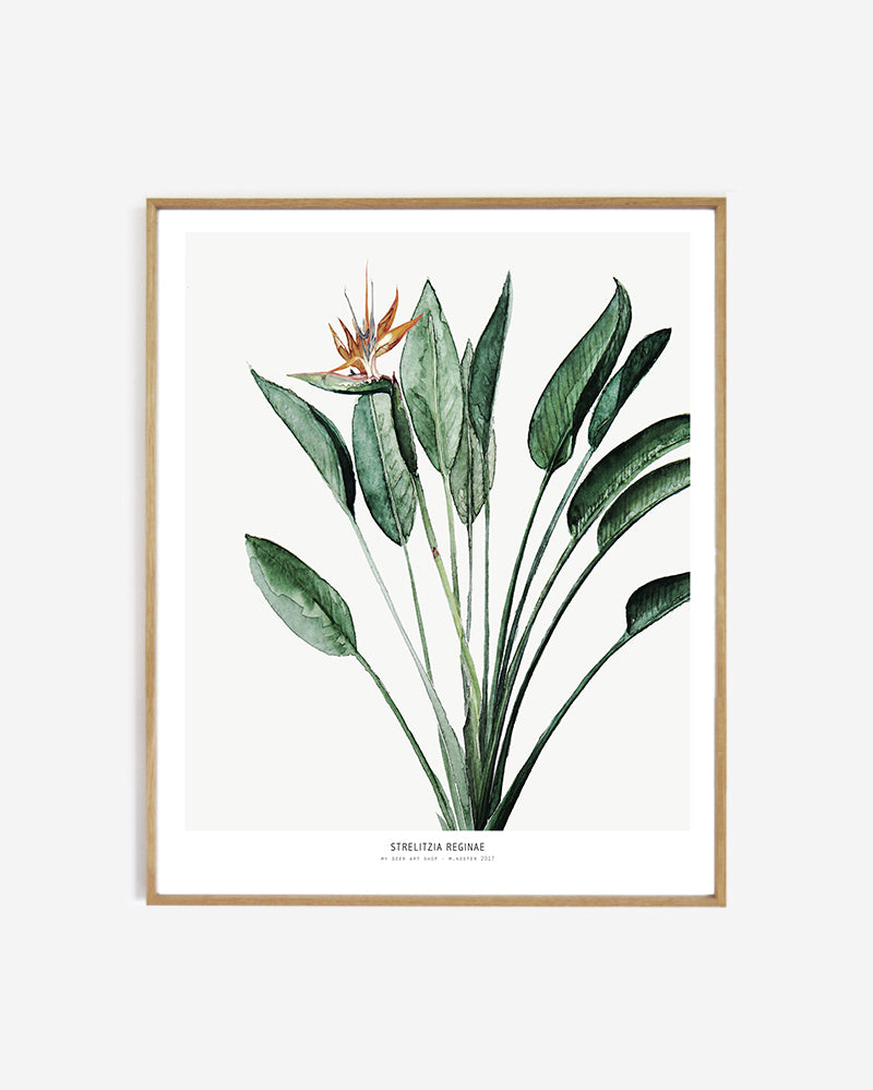 Perfectly Imperfect | Photo paper print 60 x 90 cm - Strelitzia
