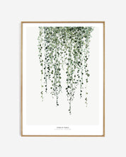 Botanics /  String of Pearls