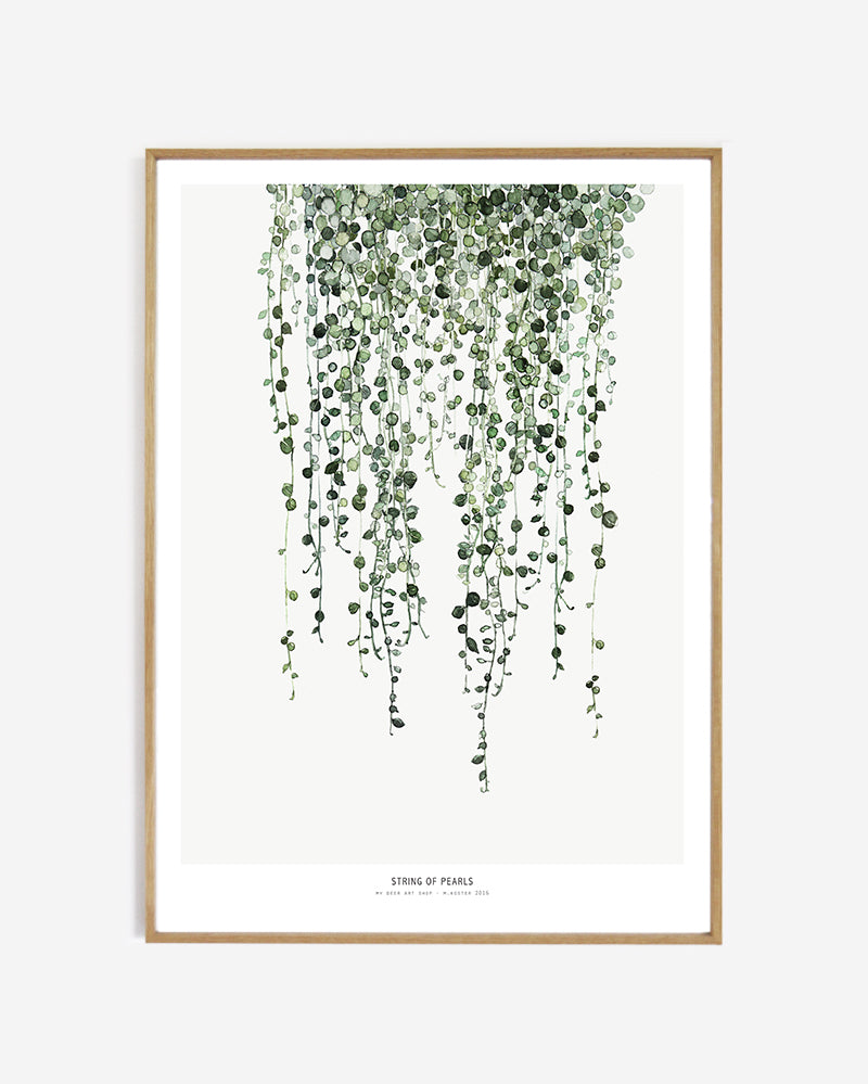 Botanics /  String of Pearls