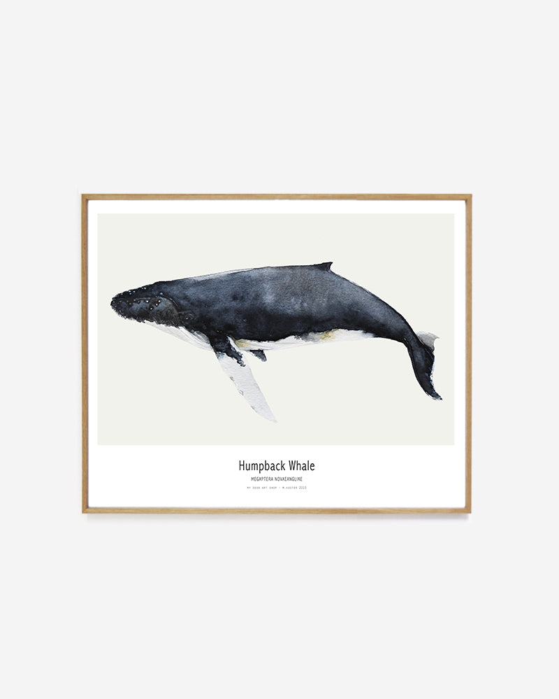 Ocean // Humpback Whale