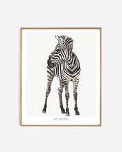 Photopaper Art print 60 x 90 cm - Zebra