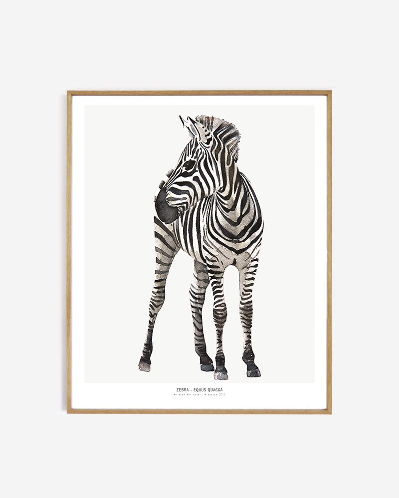 Photopaper Art print 60 x 90 cm - Zebra