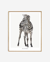 Photopaper Art print 60 x 90 cm - Zebra